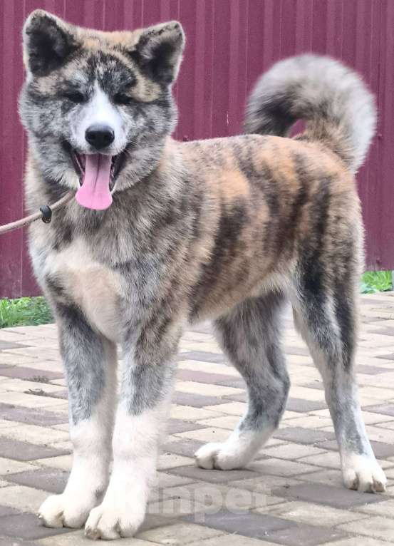 Собаки в Смоленске: Щенок японская акита Мальчик, 25 000 руб. - фото 3