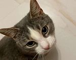 Кошки в Москве: Шебик ласковый и красивый котик ищет дом! Мальчик, 10 руб. - фото 2