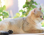Кошки в Кингисеппе: Золотые тикированные, 15 000 руб. - фото 7