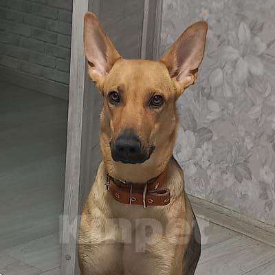 Собаки в Москве: Помоги найти собаку Девочка, 10 000 руб. - фото 2