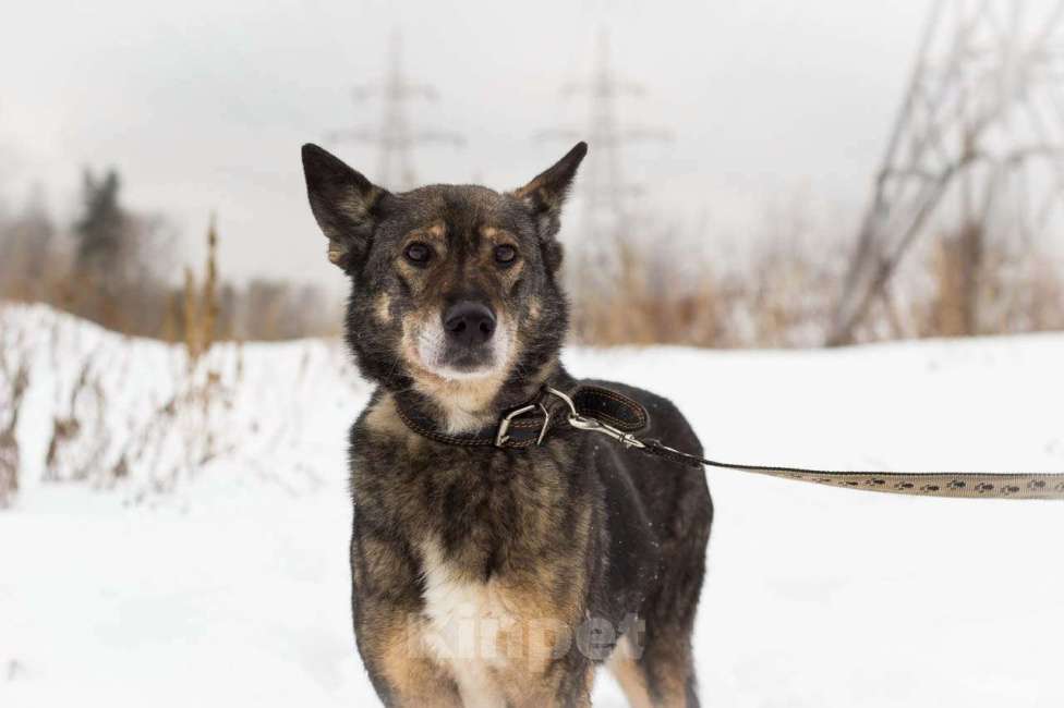 Собаки в Москве: Валли Девочка, Бесплатно - фото 5