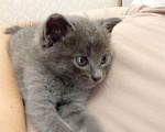 Кошки в Нальчике: Котенок Мальчик, Бесплатно - фото 1