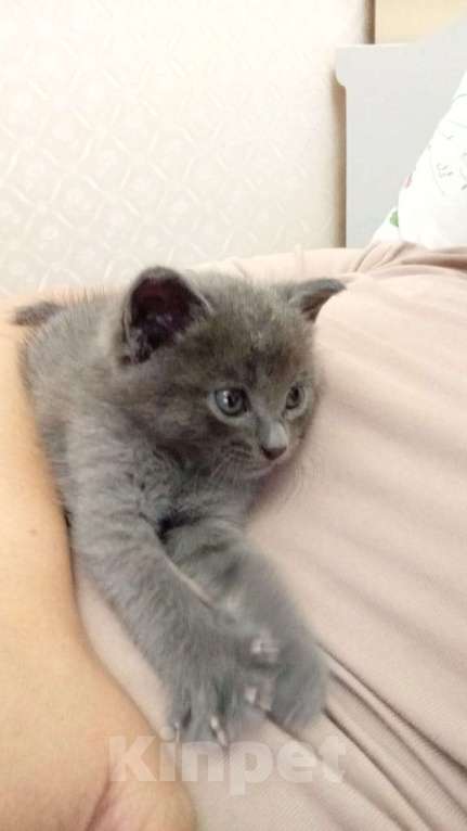 Кошки в Нальчике: Котенок Мальчик, Бесплатно - фото 1
