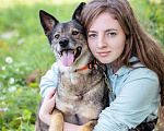 Собаки в Троицке: Небольшая, весёлая девчушка в поисках дома Девочка, Бесплатно - фото 4