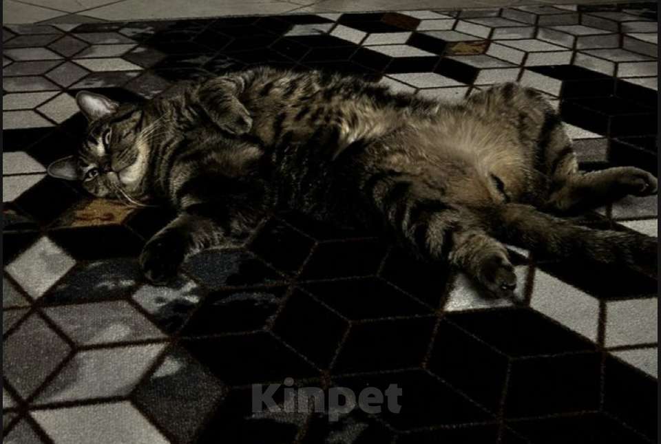 Кошки в Москве: Отдам котика в добрые руки, хорошим людям! Мальчик, Бесплатно - фото 3