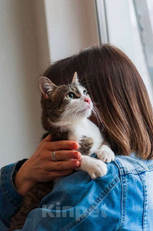 Кошки в Балашихе: Морошка Девочка, Бесплатно - фото 7