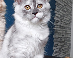 Кошки в других городах Краснодарского края: Котята Мейн-кун Мальчик, 40 000 руб. - фото 5