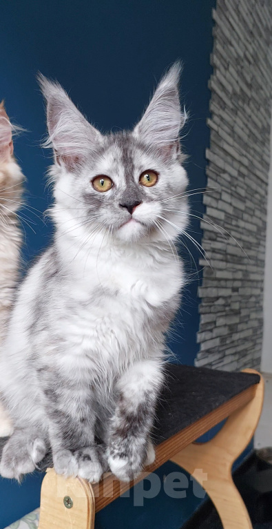 Кошки в других городах Краснодарского края: Котята Мейн-кун Мальчик, 40 000 руб. - фото 5