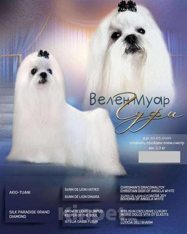 Собаки в Армавире: Белый ангел Мальчик, 10 000 руб. - фото 3