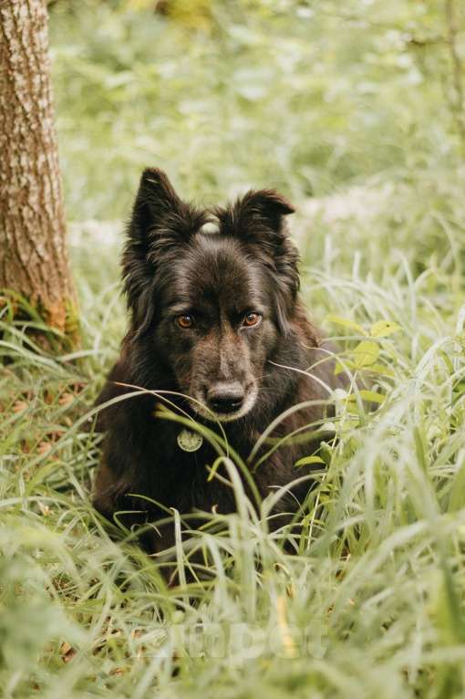 Собаки в Москве: Тихая Сакура ищет дом! Девочка, Бесплатно - фото 9