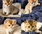 Кошки в других городах Ростовской области: Котята Шотландские золотые шиншиллы Разнополые, 20 000 руб. - фото 1