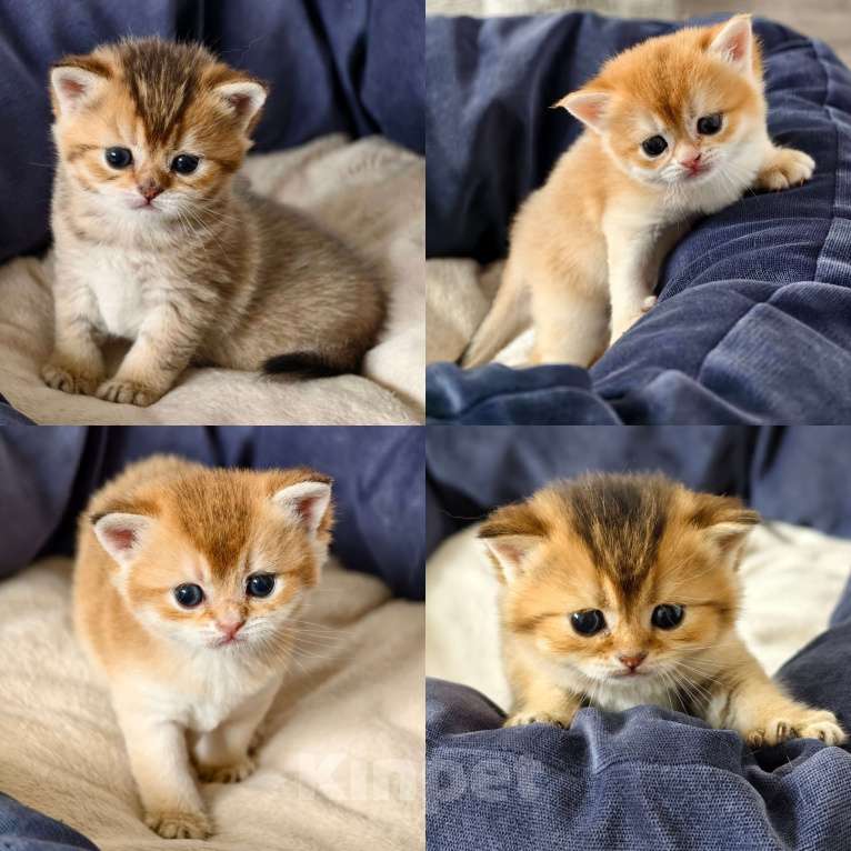 Кошки в других городах Ростовской области: Котята Шотландские золотые шиншиллы Разнополые, 20 000 руб. - фото 1