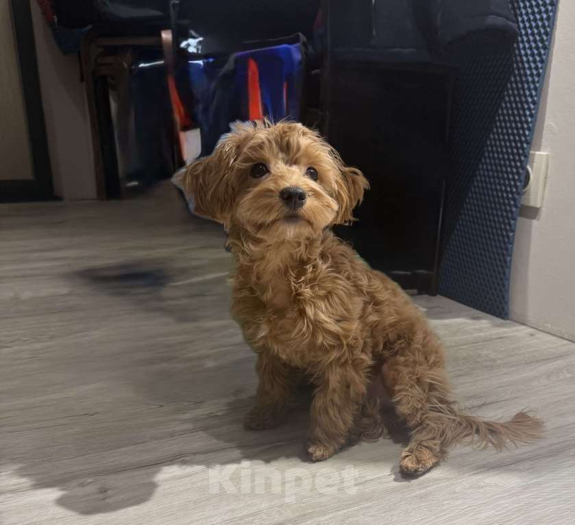 Собаки в Москве:  Мальтипу Мальчик, 40 000 руб. - фото 5