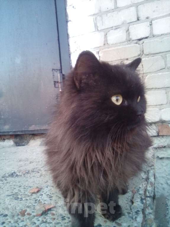 Кошки в Асино: Кот продажа без породестый Мальчик, 1 000 руб. - фото 2