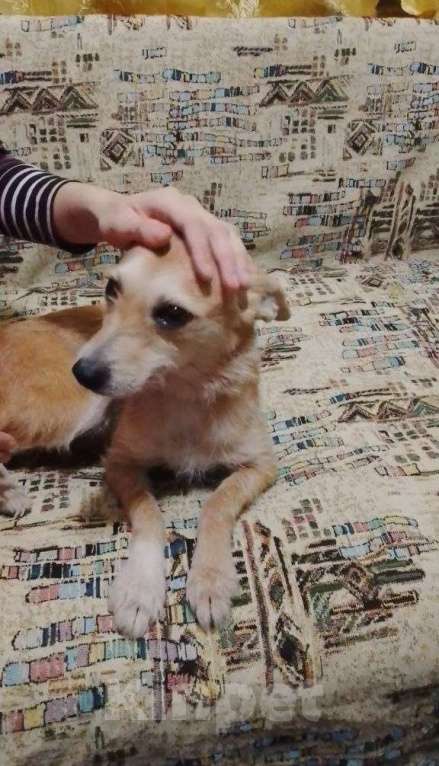 Собаки в Москве: Маленькая собачка в поисках дома! Девочка, Бесплатно - фото 5