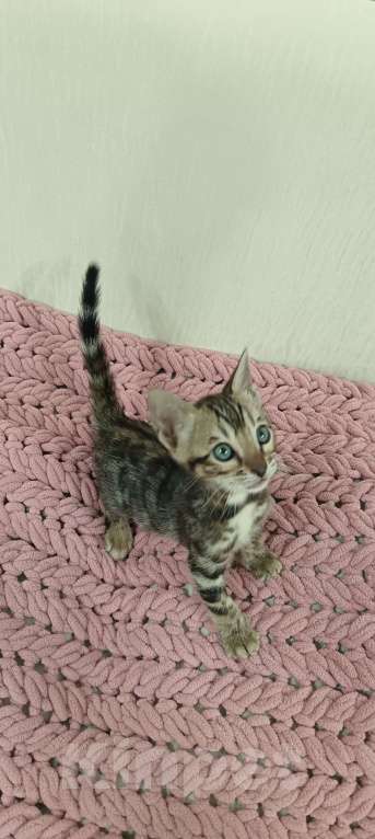 Кошки в других городах Свердловской области: Бенгальский котёнок Девочка, Бесплатно - фото 3