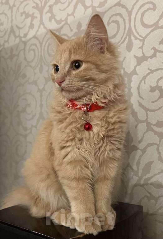 Кошки в других городах Московской области: Потерялся любимый котенок Мальчик, 5 000 руб. - фото 2