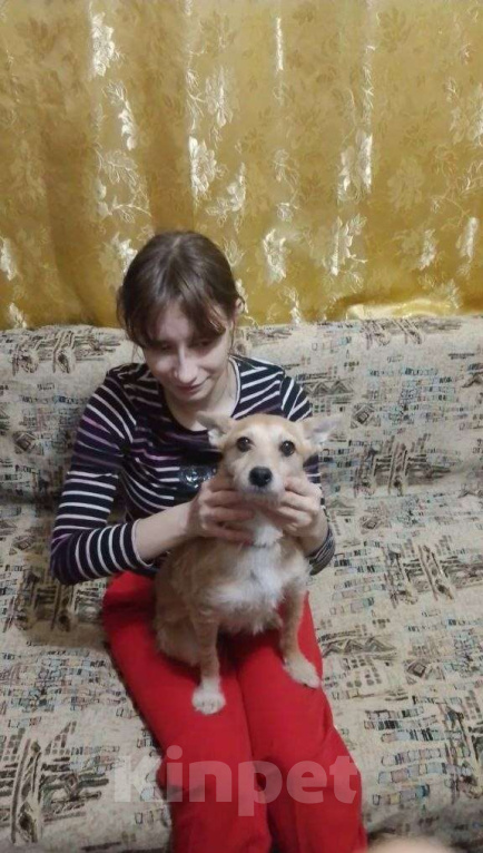 Собаки в Москве: Маленькая собачка в поисках дома! Девочка, Бесплатно - фото 2