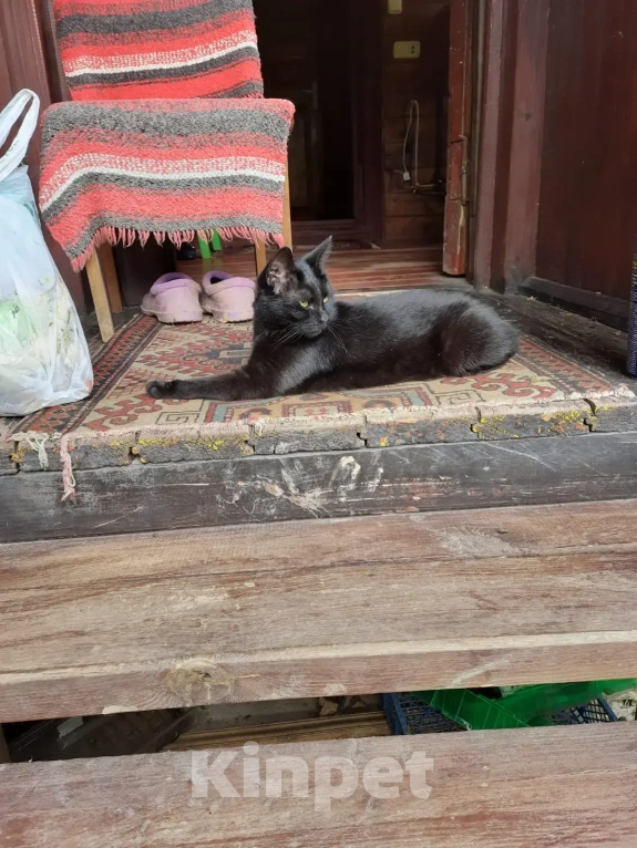 Кошки в Москве: Потерялась наша девочка Девочка, 10 000 руб. - фото 1