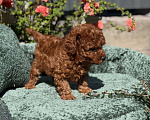 Собаки в Нижнем Новгороде: Той-пудель, щенок Мальчик, 150 000 руб. - фото 3