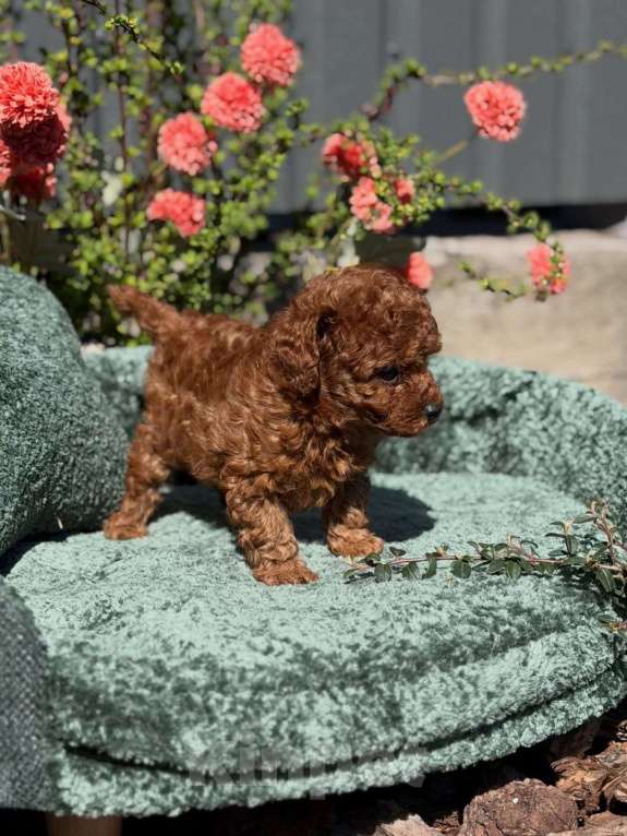 Собаки в Нижнем Новгороде: Той-пудель, щенок Мальчик, 150 000 руб. - фото 3