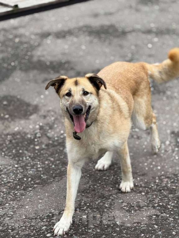 Собаки в Москве: Дейзи  Девочка, Бесплатно - фото 5