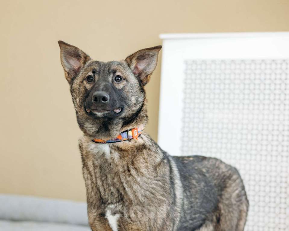 Собаки в Москве: Щенок бесплатно в Москве Девочка, Бесплатно - фото 5