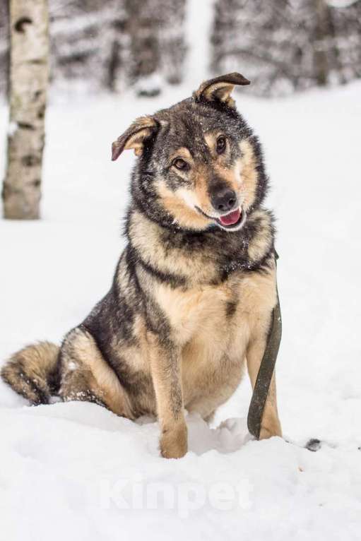 Собаки в Москве: Пуш Мальчик, Бесплатно - фото 2