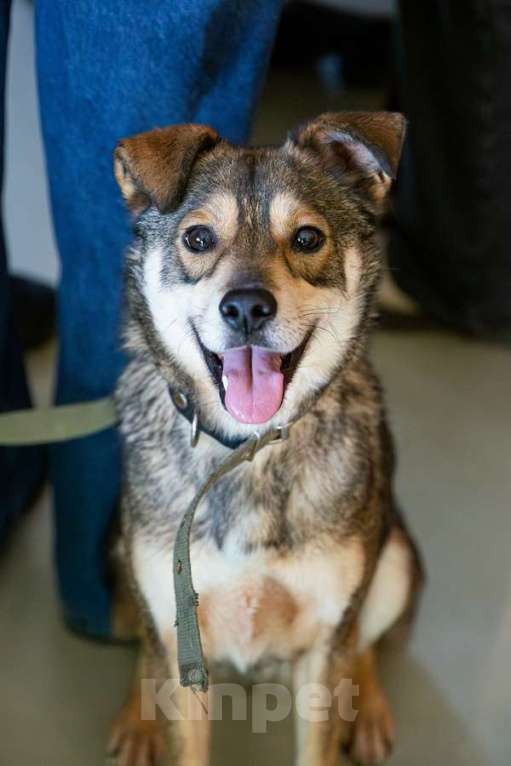 Собаки в Санкт-Петербурге: Всегда всем довольный небольшой пёсик Мальчик, Бесплатно - фото 1