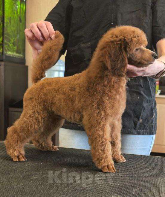 Собаки в Нижнем Новгороде: Щенки среднего пуделя - сука Девочка, 200 000 руб. - фото 1