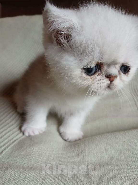 Кошки в других городах Московской области: Продается котенок породы экзотической короткошерстной Мальчик, 10 000 руб. - фото 4