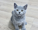 Кошки в Москве: Британский котенок Девочка, 25 000 руб. - фото 3