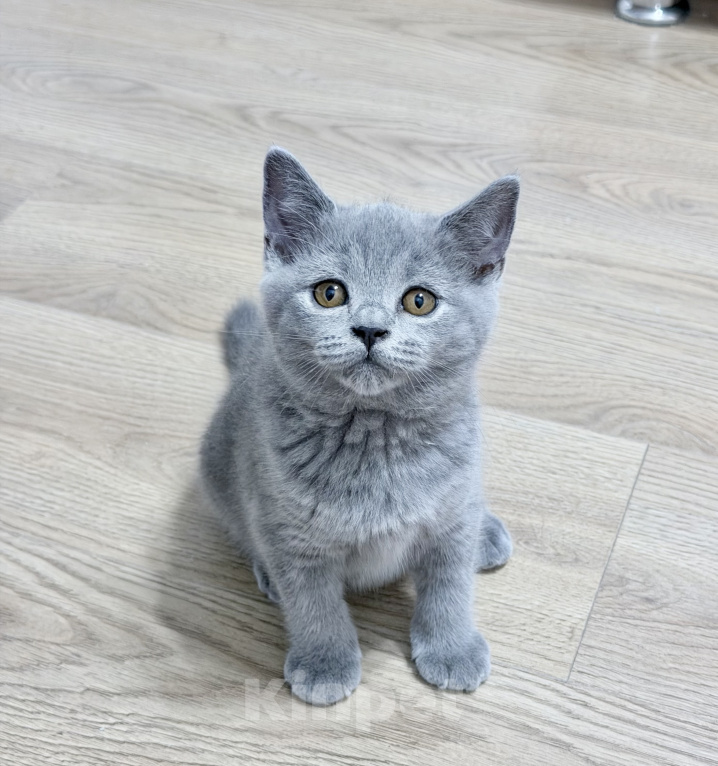 Кошки в Москве: Британский котенок Девочка, 25 000 руб. - фото 3