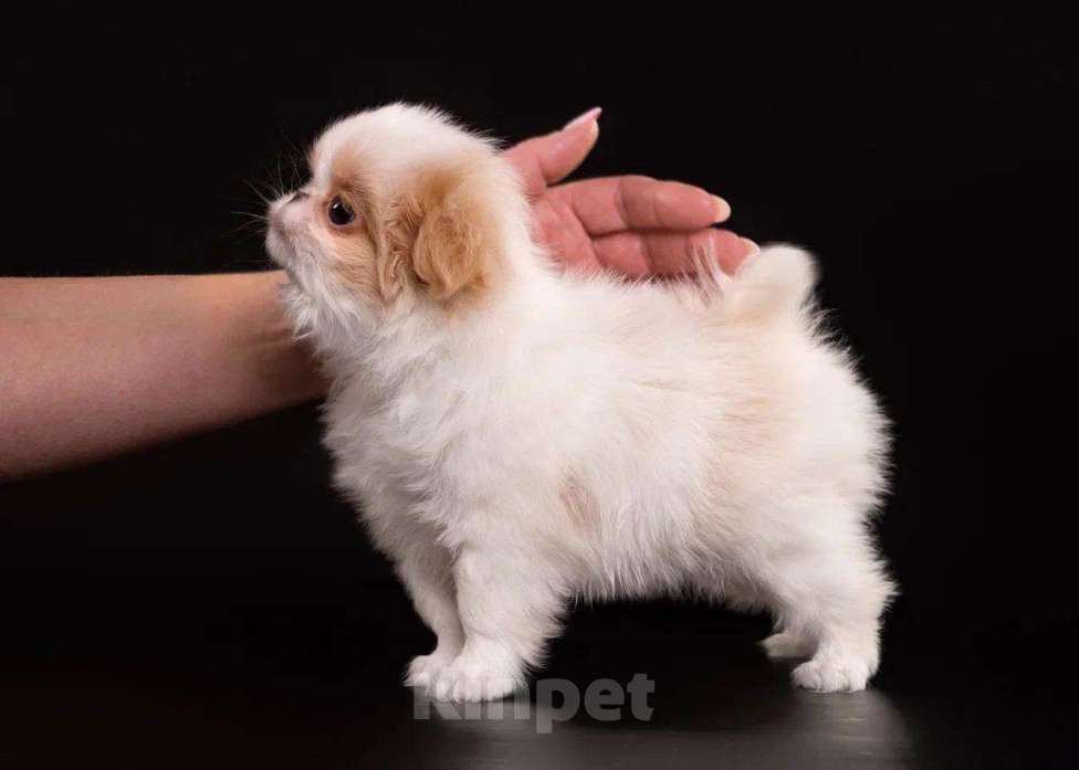 Собаки в других городах Нижегородской области: Щенки породы японский хин Девочка, Бесплатно - фото 2