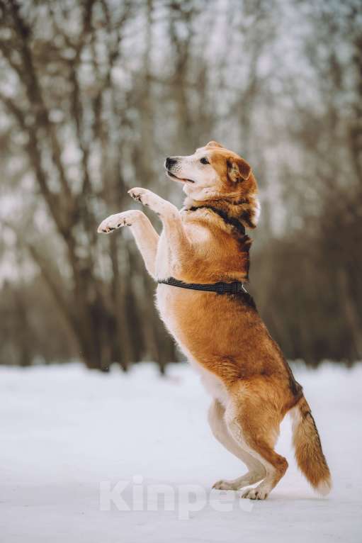 Собаки в Москве: идеальный пес и лучший друг Мальчик, Бесплатно - фото 4