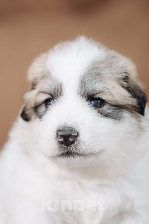 Собаки в Тюмени: Щенки. Пиренейская Горная Собака Разнополые, Бесплатно - фото 4