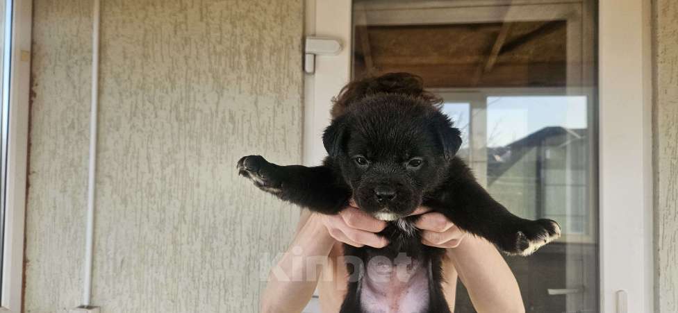 Собаки в Белгороде: Продажа щенков Девочка, 500 руб. - фото 4