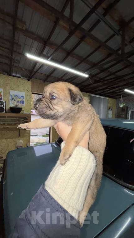 Собаки в Белгороде: Щенки в добрые руки Девочка, Бесплатно - фото 8