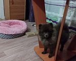 Собаки в Болоховом: коричневая померашка Девочка, 8 500 руб. - фото 3