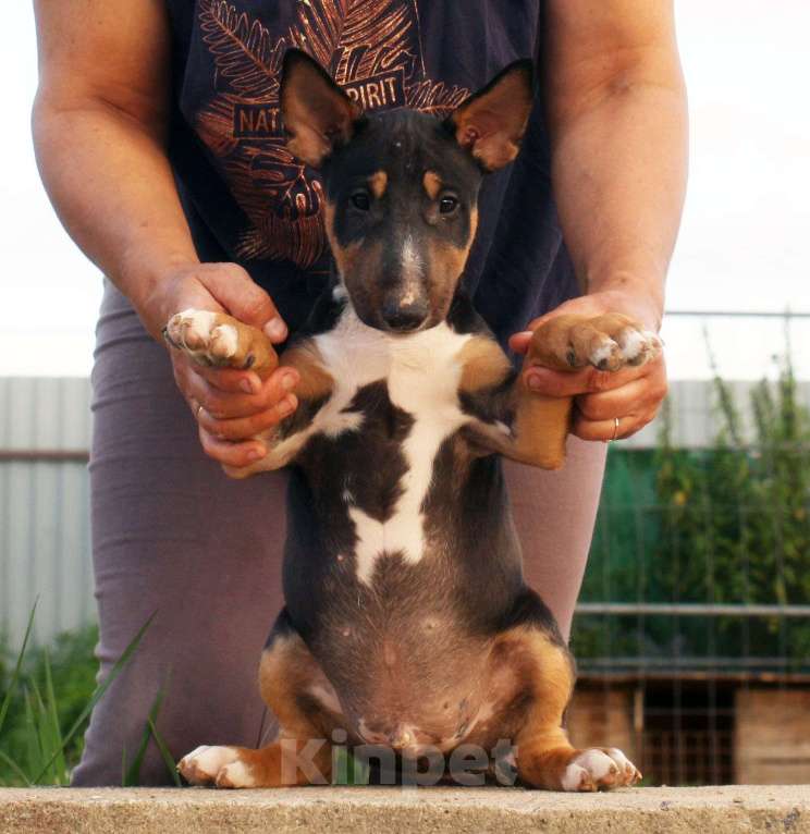 Собаки в Всеволожске: ММ МОККО АМАРЕТТО  Мальчик, Бесплатно - фото 4