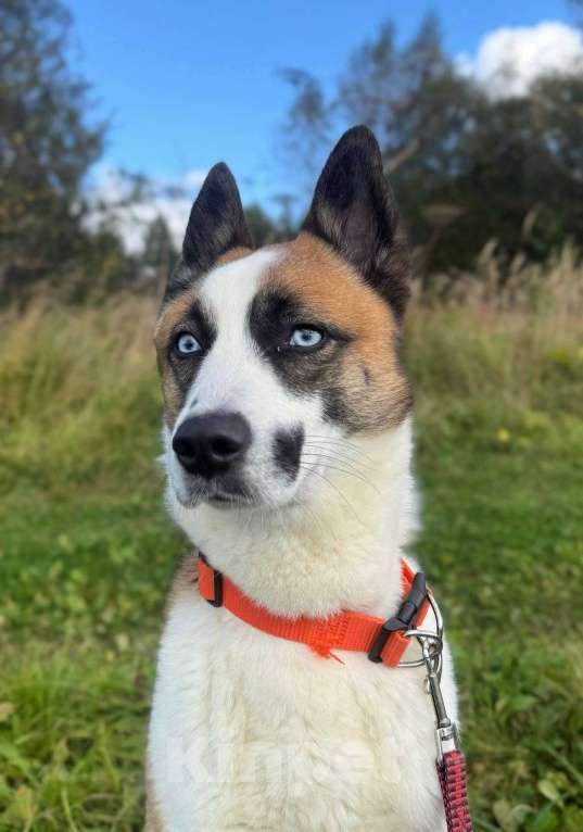 Собаки в других городах Московской области: Деймон Мальчик, Бесплатно - фото 1