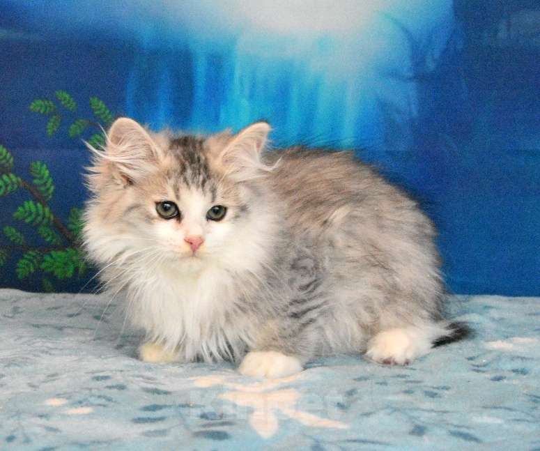 Кошки в Москве: Сибирский котик Мальчик, 45 000 руб. - фото 3
