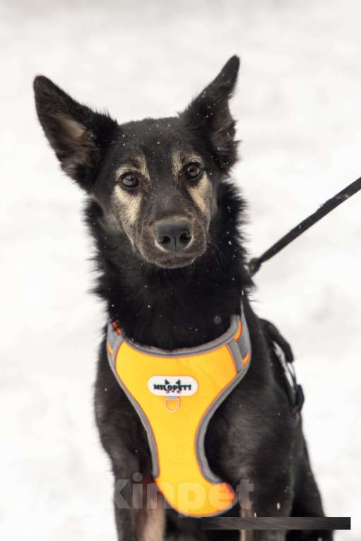 Собаки в Химках: Скромняшка Барс ждёт свою семью Мальчик, Бесплатно - фото 8