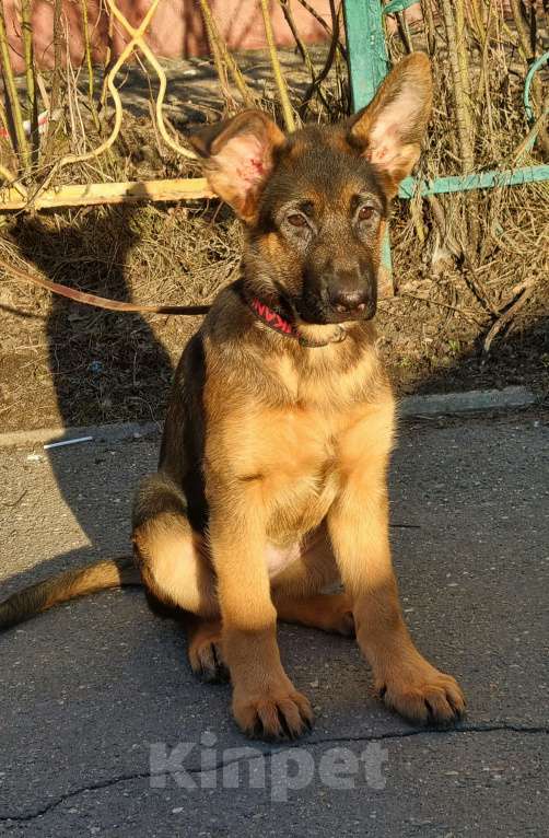 Собаки в Балашихе: Щенки немецкой овчарки Девочка, Бесплатно - фото 3