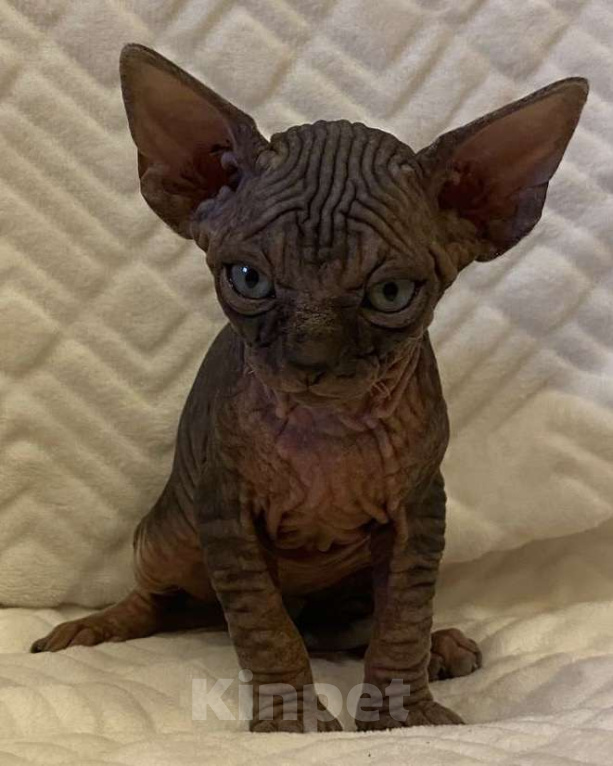 Кошки в Москве: Топовый котёнок канадского сфинкса  Мальчик, 50 000 руб. - фото 3