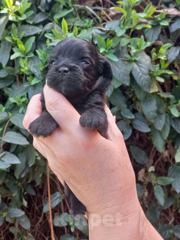 Собаки в Краснодаре: Мальтипу Девочка, Бесплатно - фото 2