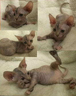 Донская девочка цветная гетерохромия 