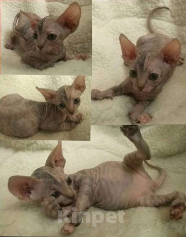 Кошки в Курске: Донская девочка цветная гетерохромия  Девочка, 20 000 руб. - фото 1