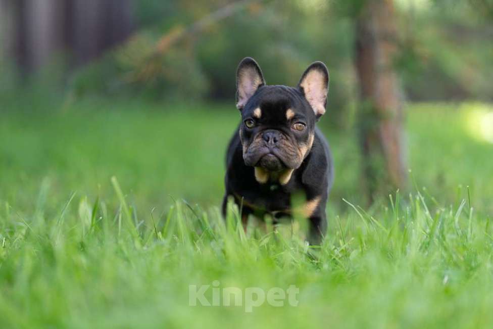 Собаки в других городах Московской области: Маленькая компактная девочка Девочка, 100 000 руб. - фото 7