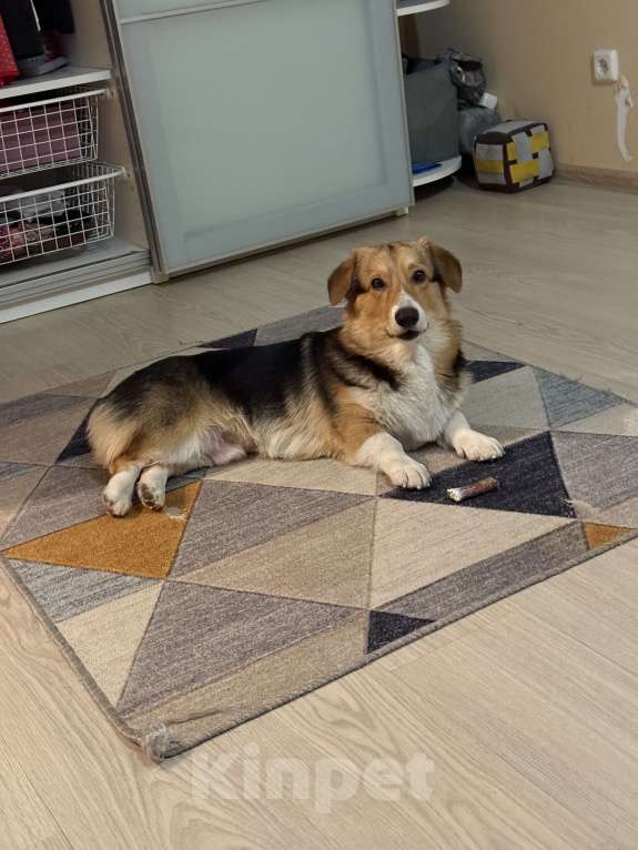 Собаки в Новосибирске: Корги-подросток ищет семью  Мальчик, Бесплатно - фото 2